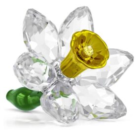 Florere Narciso