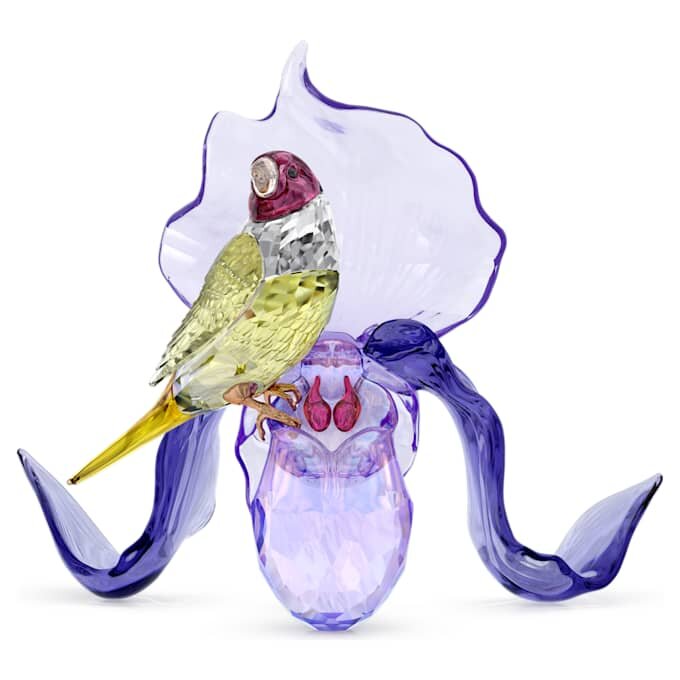 Idyllia: Pintassilgo-de-Gould e Orquídea Idyllia: Pintassilgo-de-Gould e Orquídea