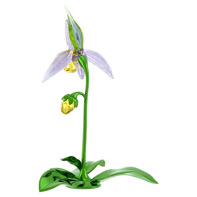 Orquídea Florere Lady Slipper Orquídea Florere Lady Slipper